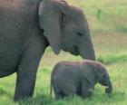 Οικογένεια των ελεφάντων
